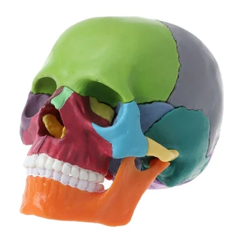 15Pcs/Set Разглобен череп Модел Цвят Череп Анатомичен модел Подвижен инструмент за преподаване